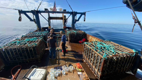 Featured image for “Scientists Prove Shellfish Can Be Farmed Far From Shore”
