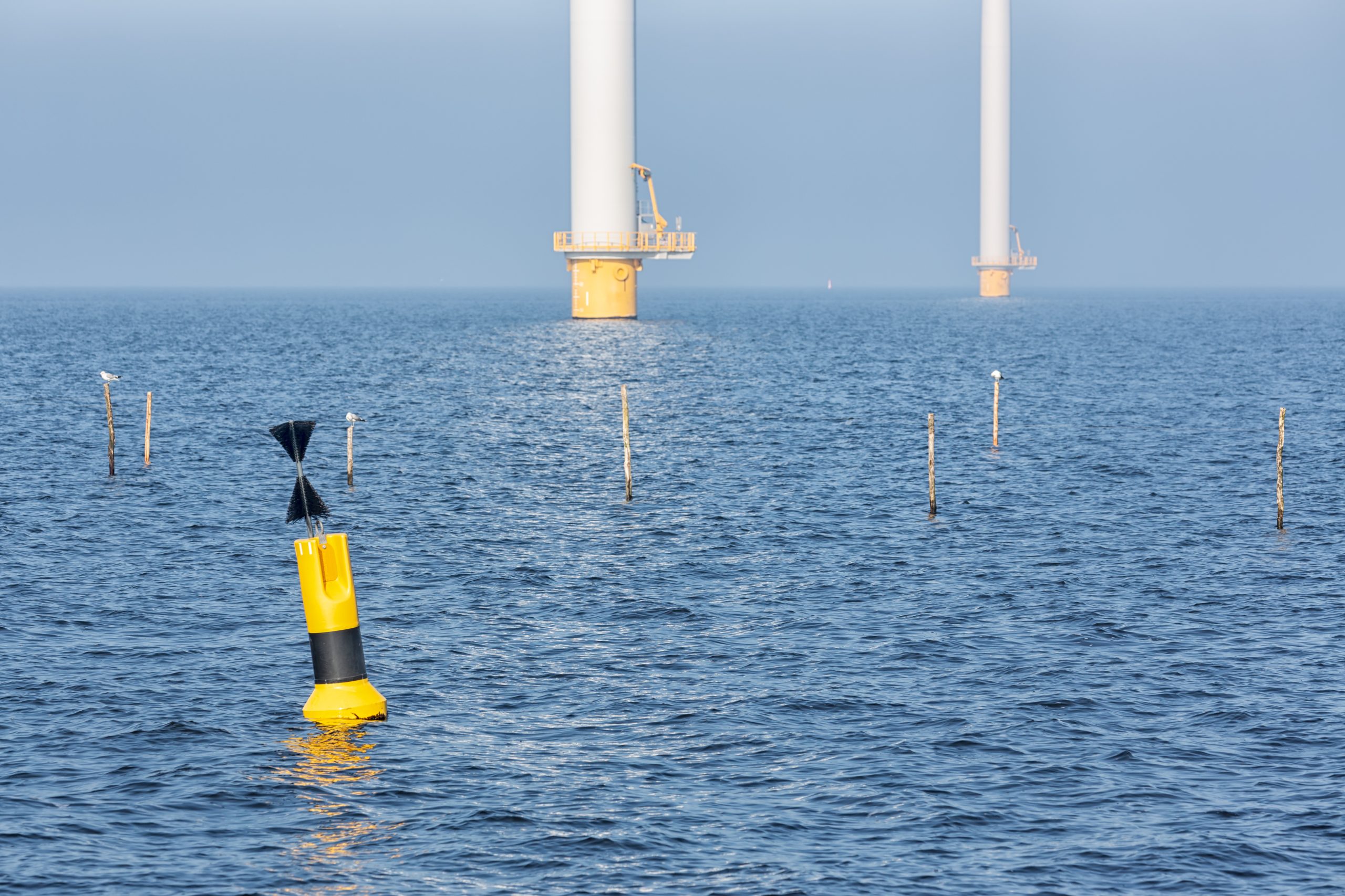 Featured image for “Wind Turbines and Fish: Can the East Coast Have Both? ”