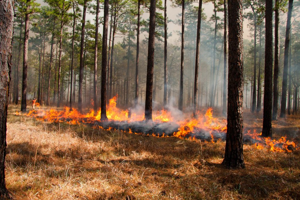 Scene in a forest with controlled fire clearing the underbrush 