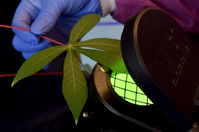 A researcher's gloved hand holding a large leaf and placing it half into a device emitting a green light