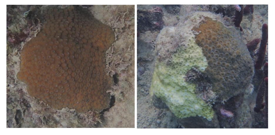 Featured image for “Coral Killer: Scientists Uncover New Clues About a Disease Devastating Caribbean Reefs”