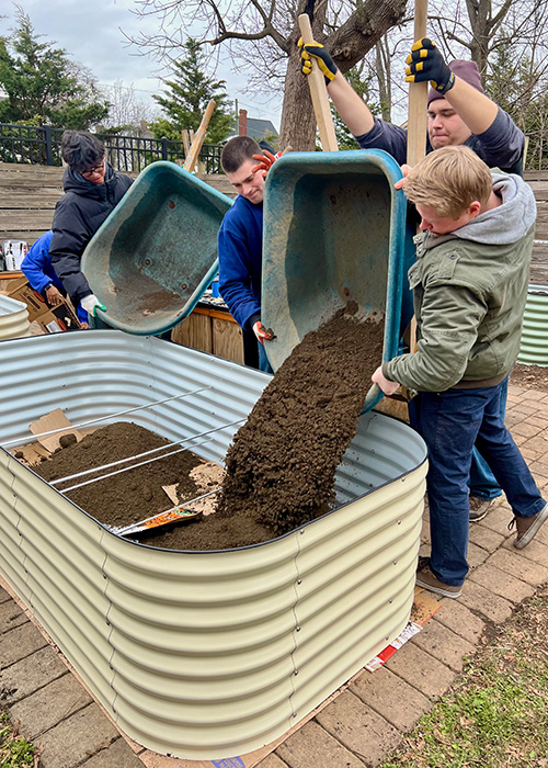 Group of students using two wheelbarrows to pour dirt into a metal garden bed structure