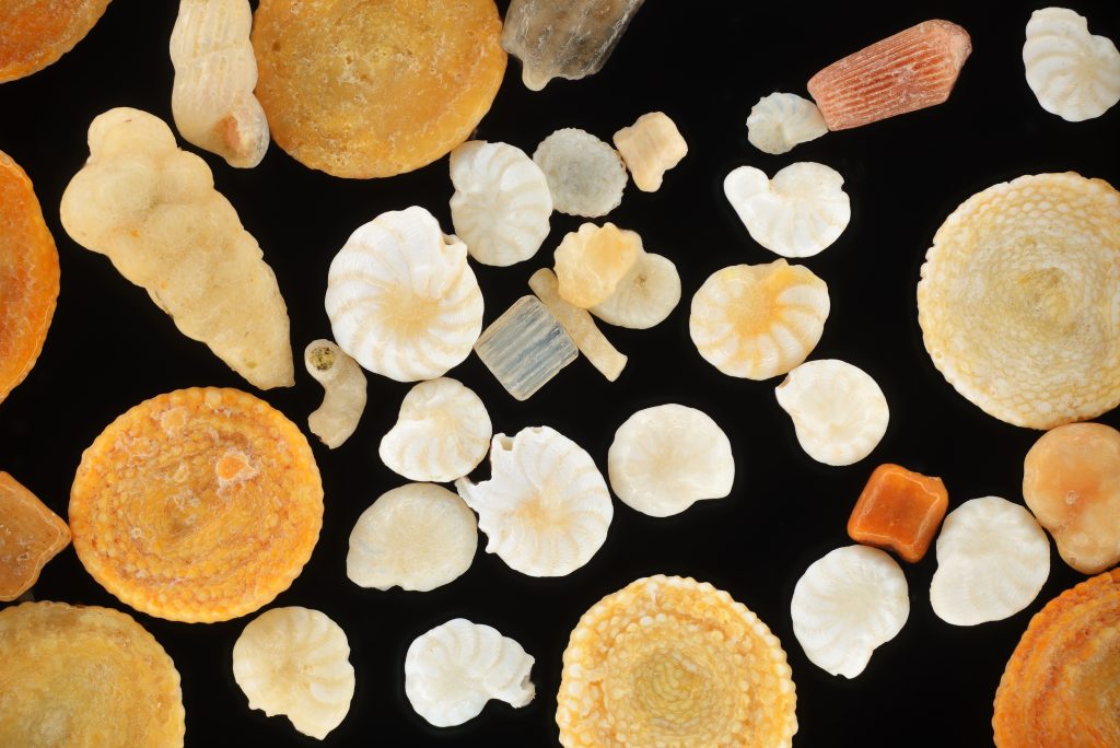 Extreme close up of tiny, mottled, gem-like shells of various shapes (spiral, circular, long) and colors ranging from white to yellow to a dark orange. They are shiny under the light and on a dark background. Foraminifera shells from coral sand. Hurgada, Egypt.