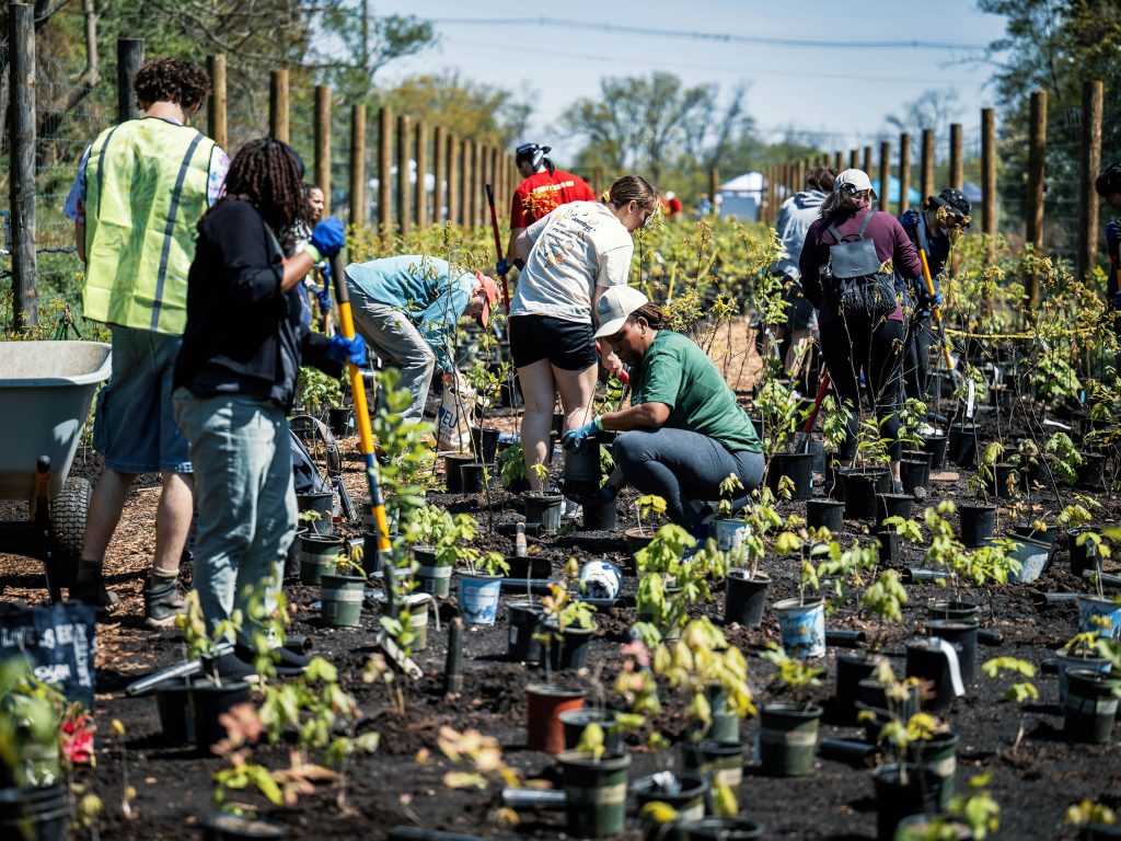 Community participants bustling and planting saplings in the garden, which are scattered about on fertile soil. It is a sunny day.