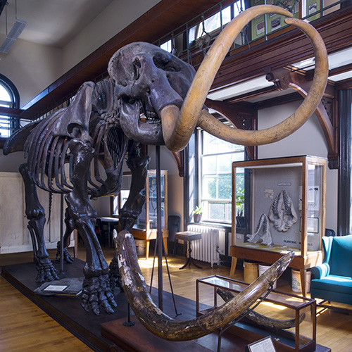 The mastodon fossil stands tall on display in the museum, other various exhibits in glass cases in the background