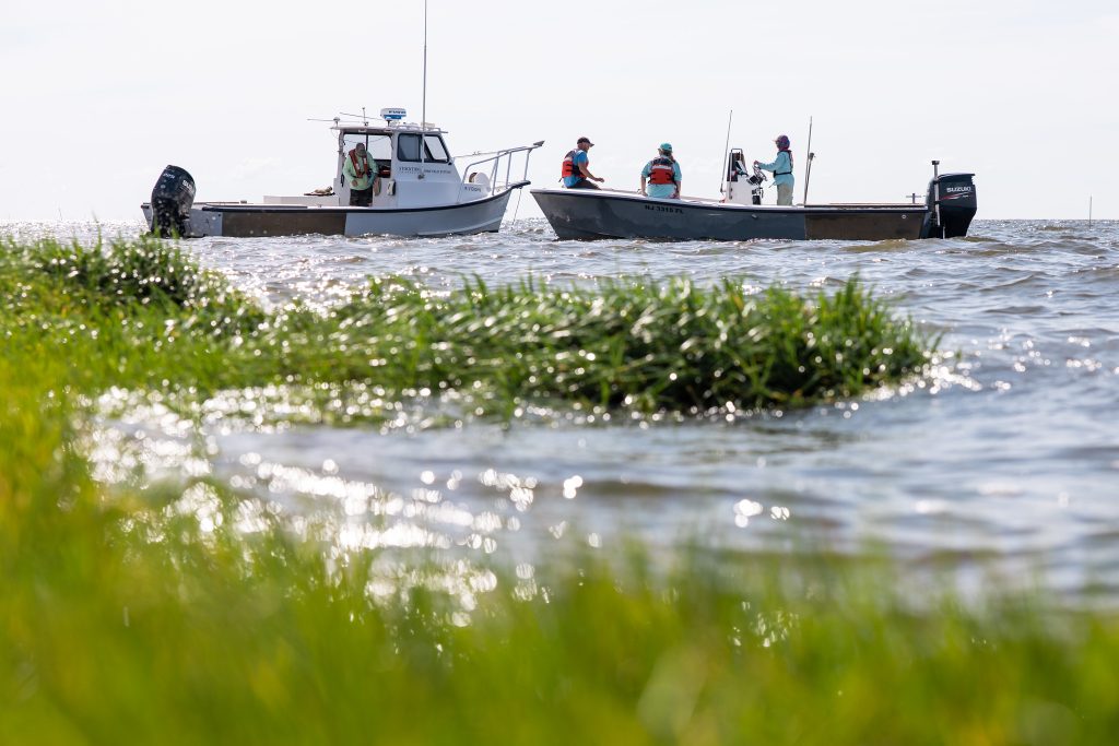 Close up of leafy green grassy plants (perhaps some sort of marsh grass) in the water as researchers conduct their studies on two small boats in the background
