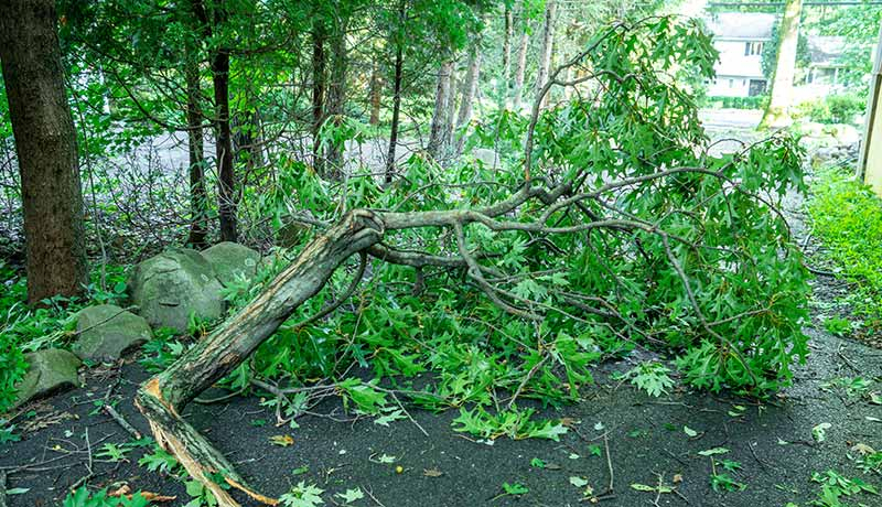 A large fallen tree branch completely blocks the path of a small road in a suburban neighborhood.