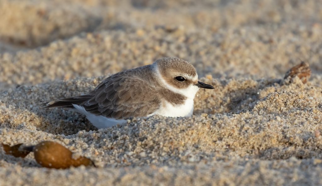 Snowy plover in winter plumage nestled in sand at Carmel River Beach, Carmel, California