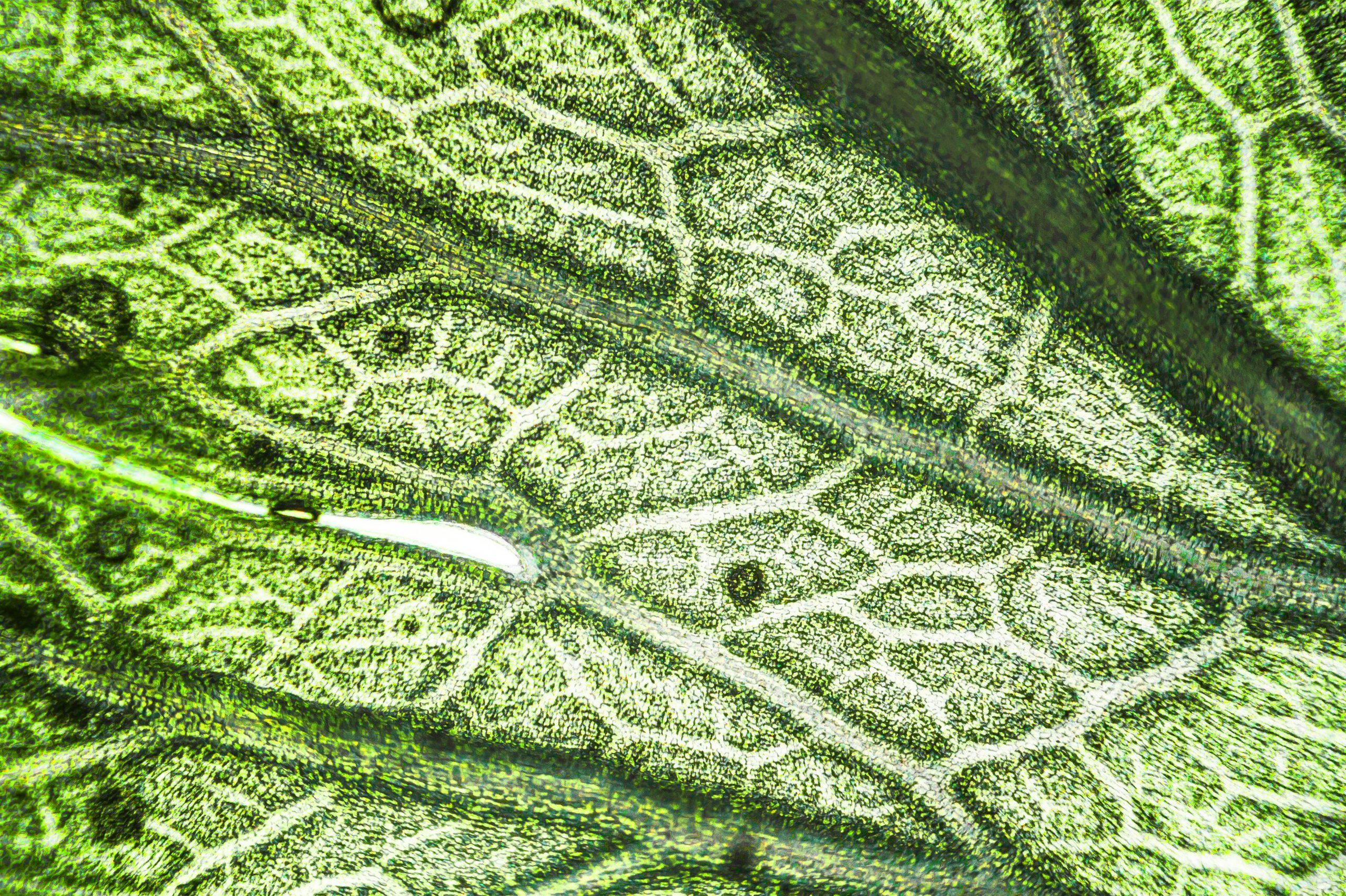 Featured image for “In an $80 Motel Room, a Discovery to Shed Light on the Origins of Life”