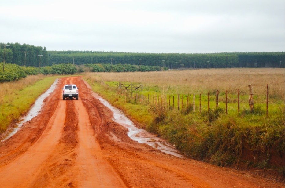 A pick-up truck drives along a rural dirt road toward an expanse of eucalyptus plantations.