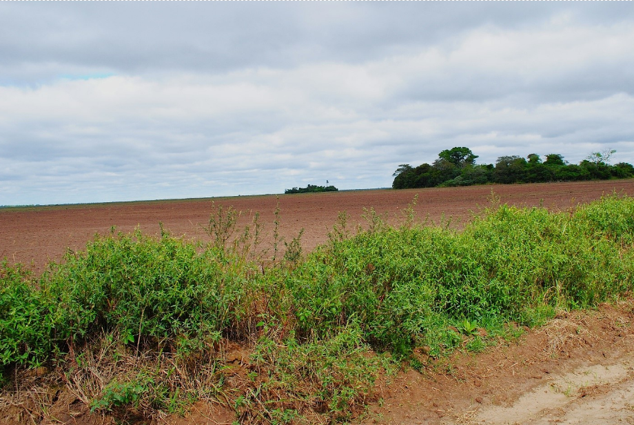 Soil preparation underway for a new eucalyptus plot. Previously dominated by floodable plains grazed by cattle, the company has preserved a patch of forest and vegetation.