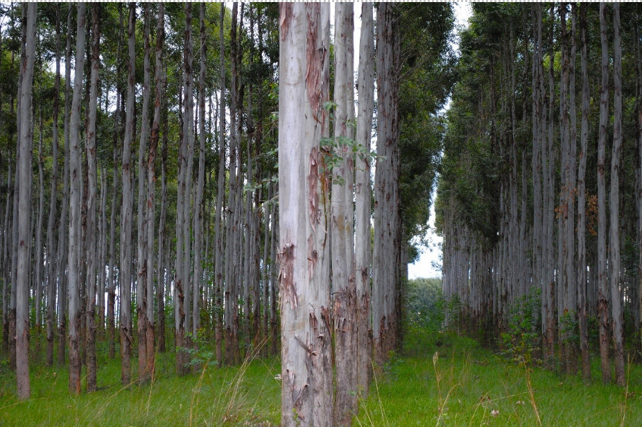 A march of eucalyptus trees at the edge of a plantation. Papery bark is beginning to peel.
