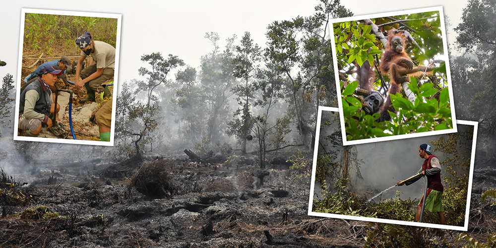 Featured image for “Wildfires Threaten a Rutgers Research Station Renowned for its Studies of Wild Orangutans”