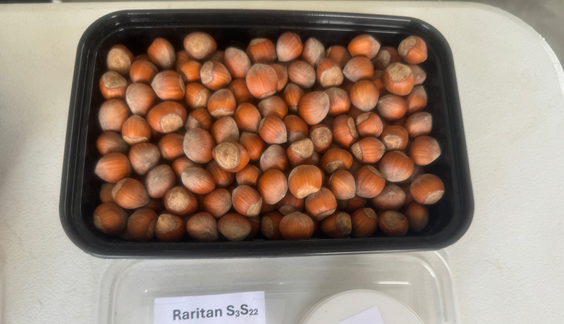 Top down view of a small plastic container filled to the brim with hazelnuts