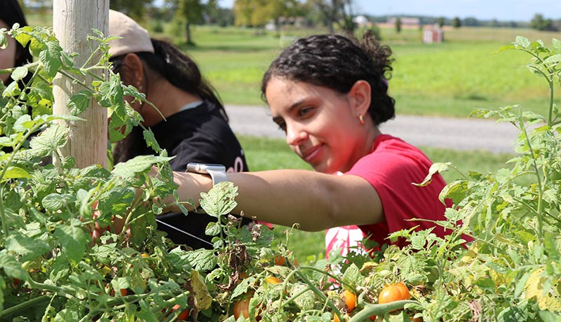 A student reaches out into a blossoming vine of tomatoes to pick one.