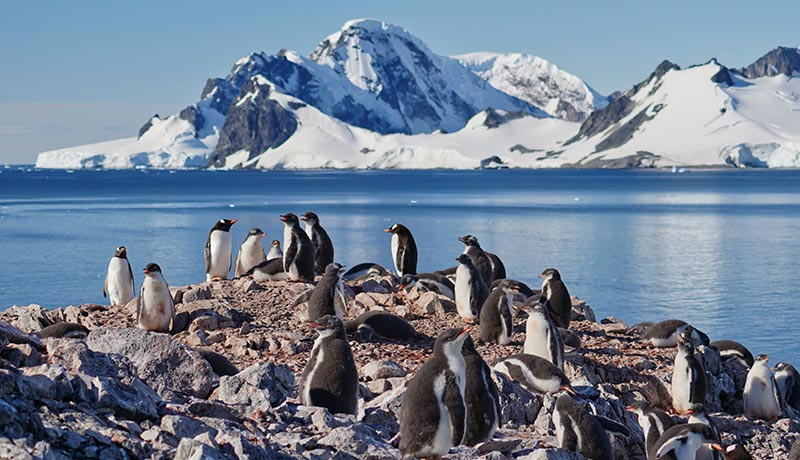 A group of penguins stand on a patch of land in the middle of water, with snow covered mountains in the background.